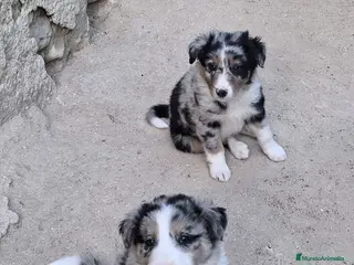 Border Collie perros Boder collie - Anuncio 2