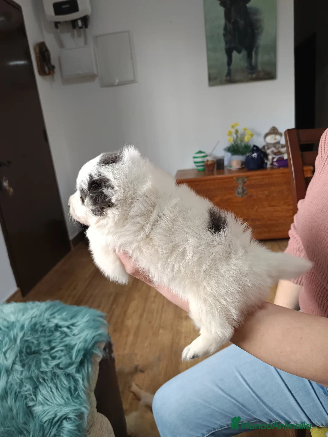 Pomerania perros en venta: Pomerania  - Anuncio 9