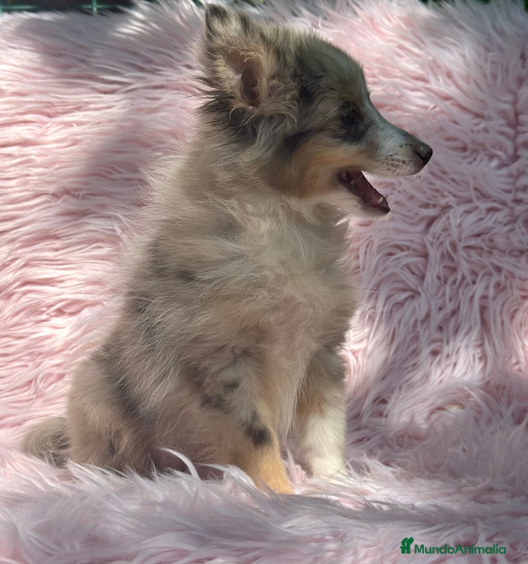 Perro Pastor de las Shetland perros en venta: PASTOR DE SHETLAND HEMBRA MERLE - Imagen 2