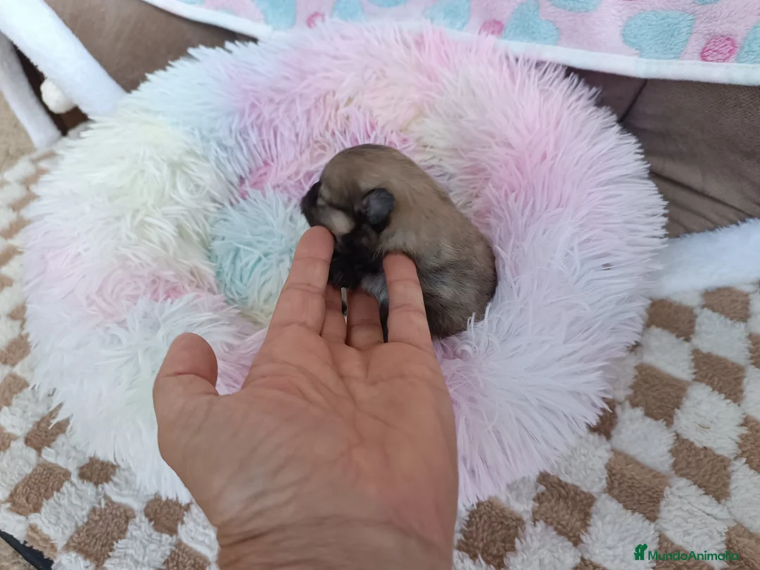 Pomerania perros en venta: POMERANIA MACHITO PRECIOSO - Anuncio 2