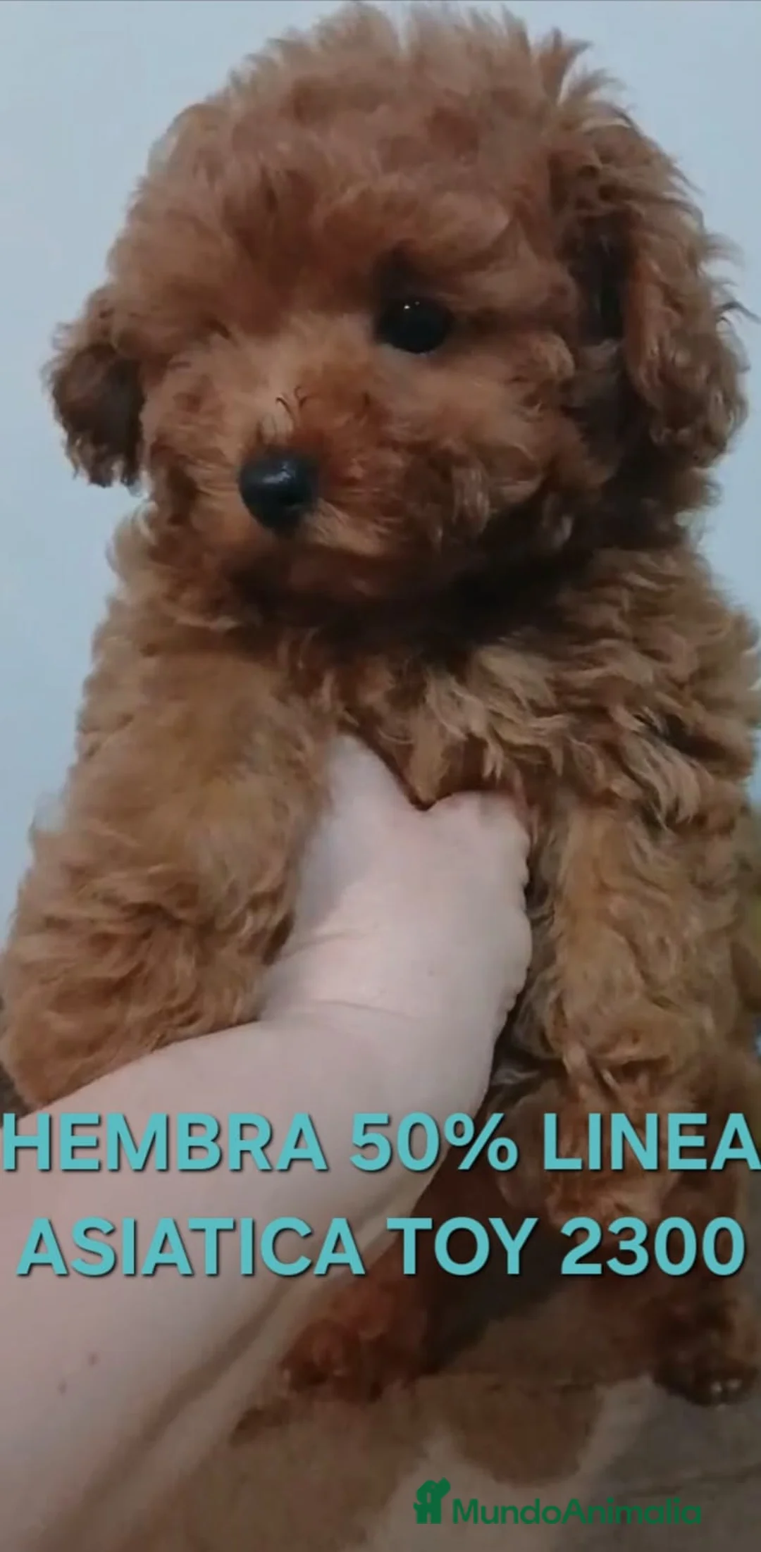 Caniche Toy perros en venta: Cachorros caniche toy - Anuncio 4