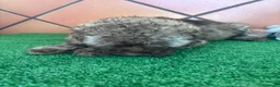 Perro de Agua Español perros en venta: Excelente último cachorrito perro de agua Español - Anuncio 3