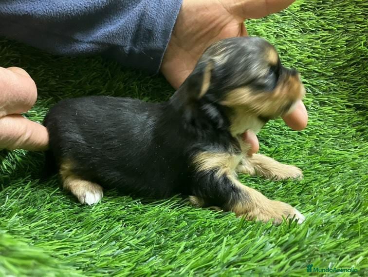 Yorkshire Terrier perros Yorkshire Zaragoza - Anuncio 2