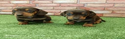 Teckel Miniatura perros en venta: Teckel mini  - Anuncio 3