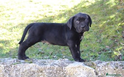 Cane Corso perros en venta: Cachorros Cane Corso disponibles en Segovia  - Imagen 6