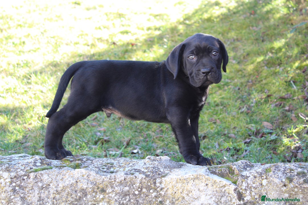 Cane Corso perros en venta: Cachorros Cane Corso disponibles en Segovia  - Imagen 6