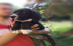 Dogo Alemán perros en venta: Dogo aleman / gran danés  - Imagen 3