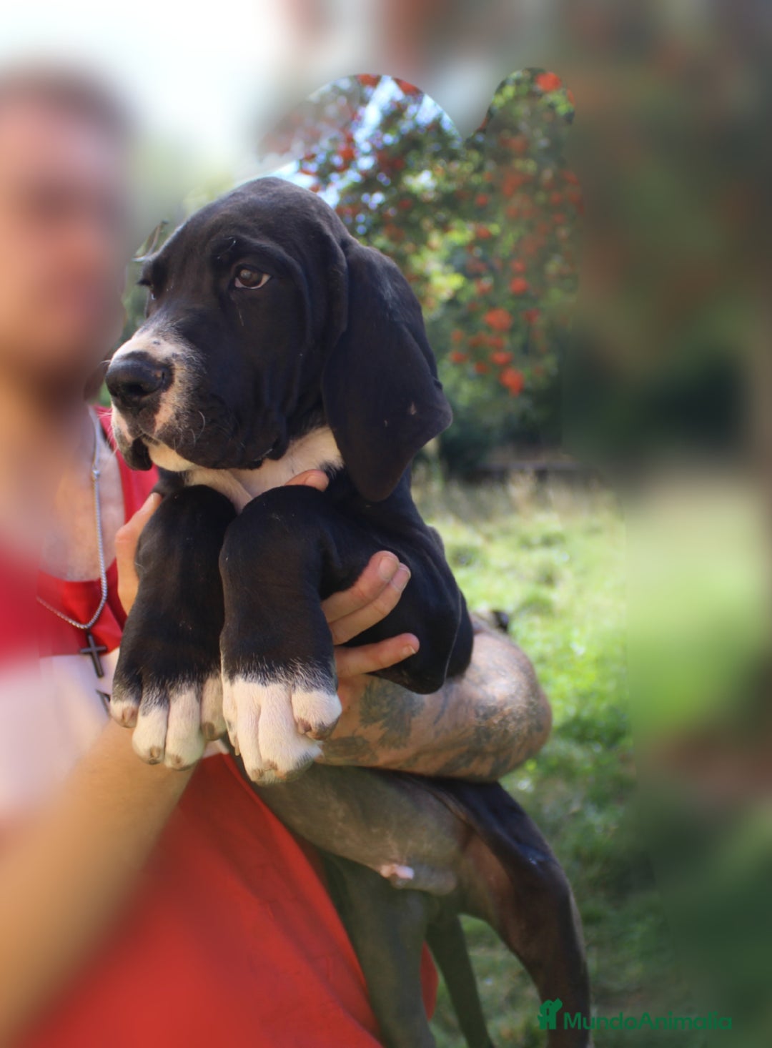 Dogo Alemán perros en venta: Dogo aleman / gran danés  - Imagen 3