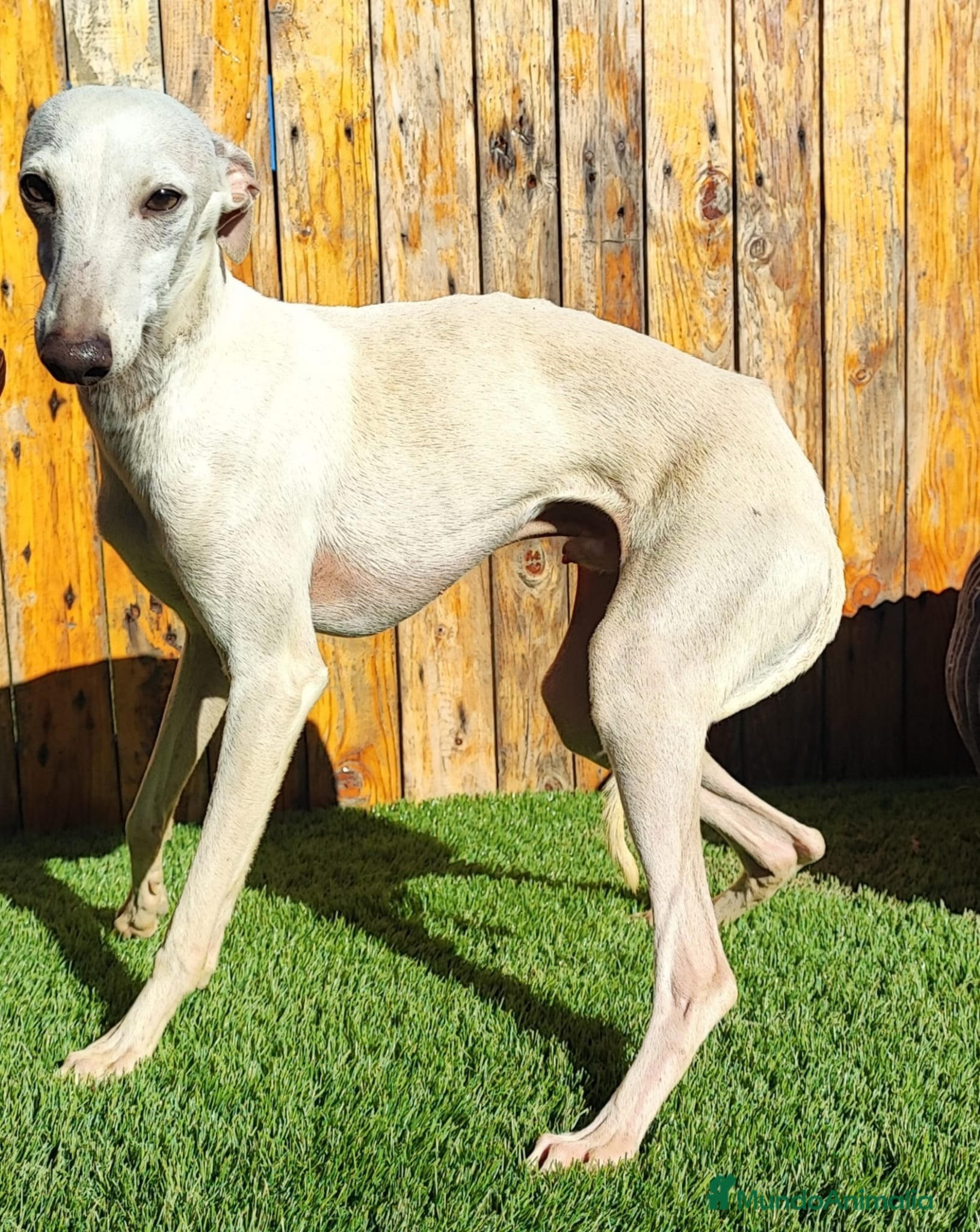 Pequeño Lebrel Italiano perros GALGO ITALIANO MONTAS (UNO CREMA Y OTRO GRIS)) - Anuncio 1
