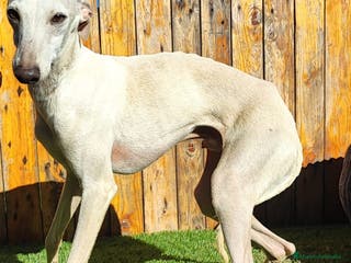 Pequeño Lebrel Italiano perros GALGO ITALIANO MONTAS (UNO CREMA Y OTRO GRIS)) - Anuncio 2