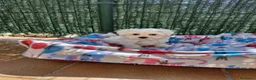 Bichón Maltés perros en venta: Bichón Maltés - Anuncio 4