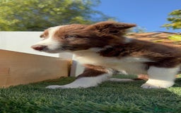 Border Collie perros en venta: BORDER COLLIE MACHO - Anuncio 22