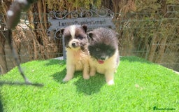 Pomerania perros en venta: Pomerania minis partis  - Imagen 2