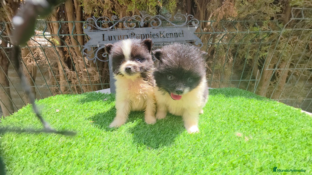 Pomerania perros en venta: Pomerania minis partis  - Imagen 2