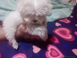 Bichón Maltés perros - Anuncio 10