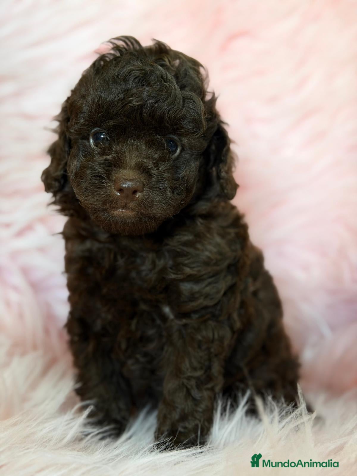 Caniche Toy perros CANICHE CHOCOLATE HEMBRA - Anuncio 1