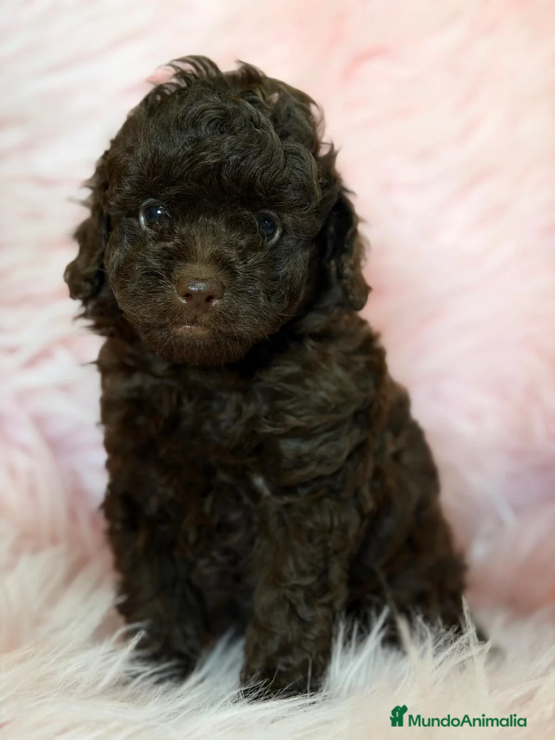 Caniche Toy perros en venta: CANICHE CHOCOLATE HEMBRA - Anuncio 1