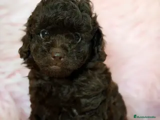 Caniche Toy perros CANICHE CHOCOLATE HEMBRA - Anuncio 2