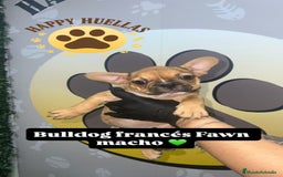 Bulldog Francés perros en venta: Cachorros Bulldog Francés – Machos - Imagen 1