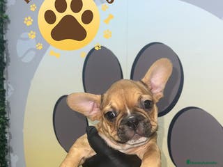 Bulldog Francés perros Cachorros Bulldog Francés – Machos - Anuncio 23