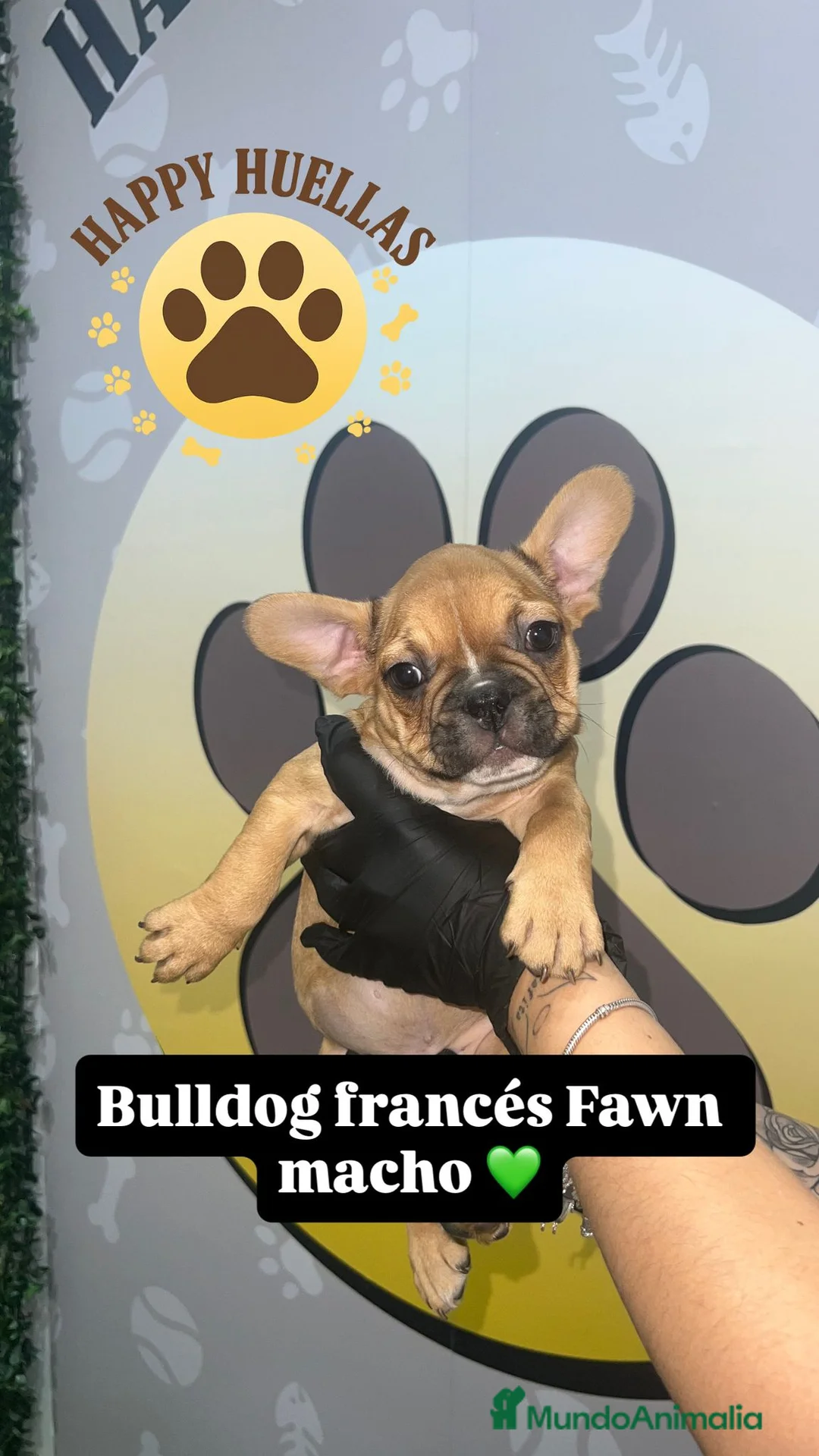 Bulldog Francés perros en venta: Cachorros Bulldog Francés – Machos - Anuncio 1