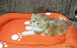 Persa gatos en venta: Gatos persas - Anuncio 5