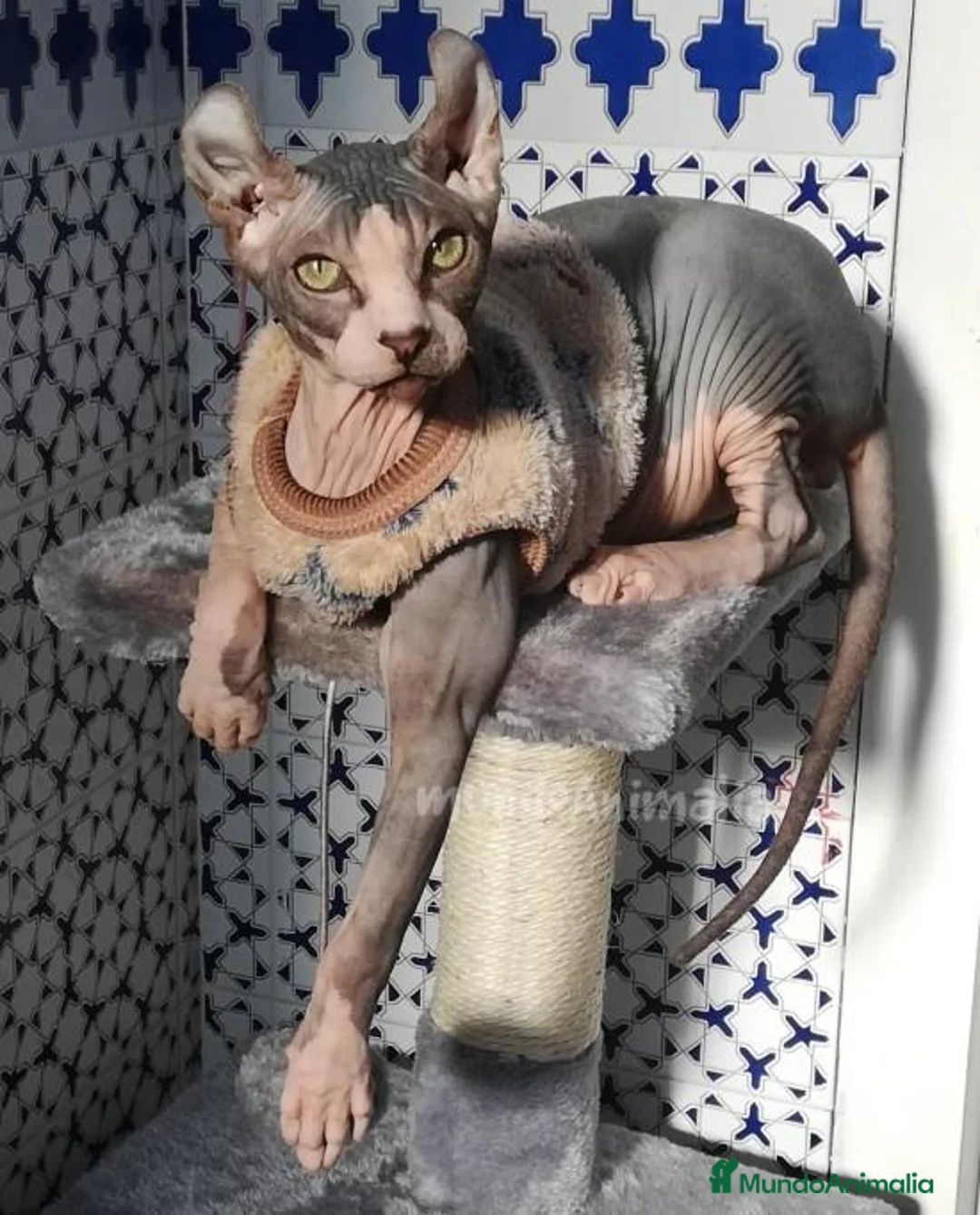 Imagen de galería {{count}}