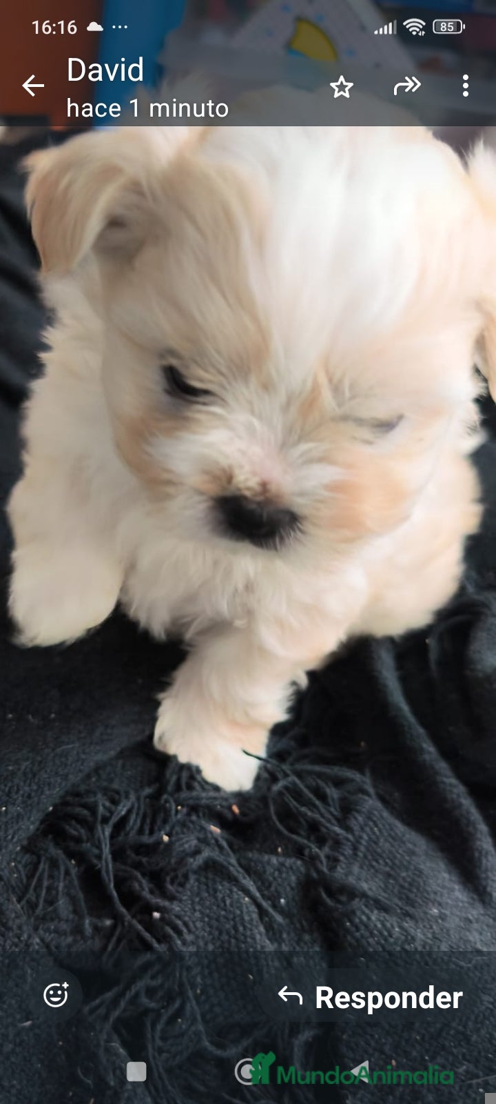Raza Mixta perros Bichón maltés maltipoo - Anuncio 1