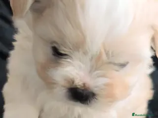 Raza Mixta perros Bichón maltés maltipoo - Anuncio 2