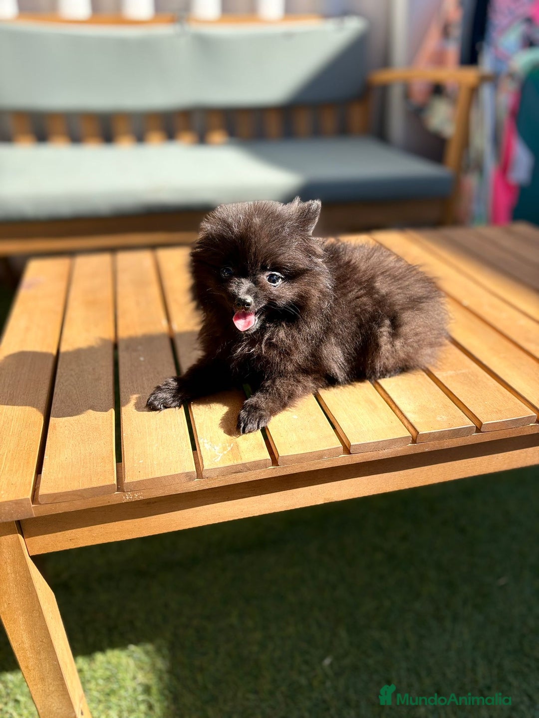 Pomerania perros en venta: LULU POMERANIA MICRO TOY - Imagen 3