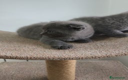 Azul Ruso gatos en venta: Azul Ruso & Scottish  - Imagen 3