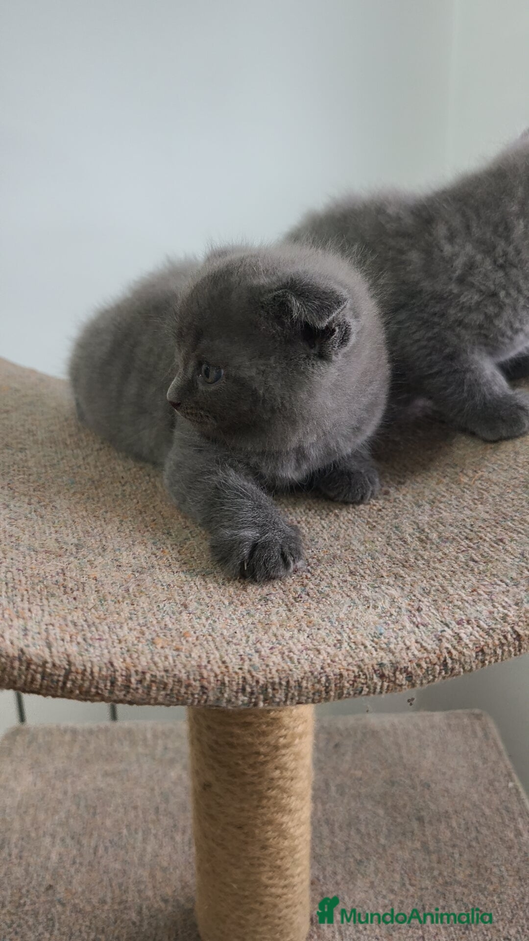 Azul Ruso gatos en venta: Azul Ruso & Scottish  - Imagen 3