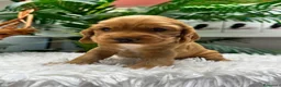 Cocker Spaniel Inglés perros en venta: COCKER HEMBRA  - Anuncio 5