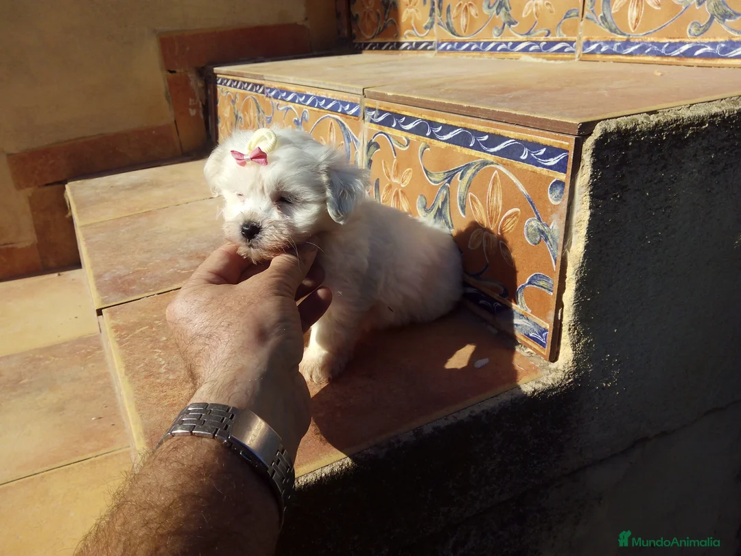 Bichón Maltés perros en venta: Espectaculares cachorritos de bichón maltés  - Anuncio 2