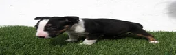 Bull Terrier perros en venta: Bull Terrier  - Anuncio 12