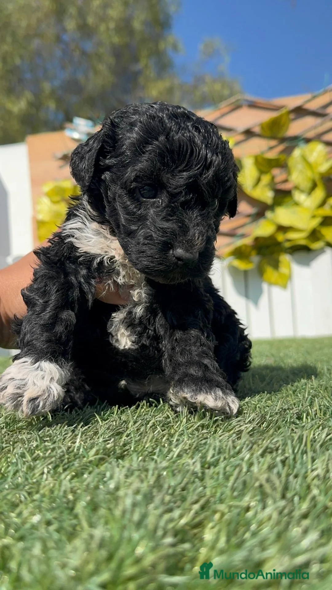 Perro de Agua Español perros en venta: PERRO DE AGUA HEMBRA - Anuncio 1