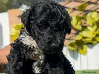 Perro de Agua Español perros PERRO DE AGUA HEMBRA - Anuncio 26