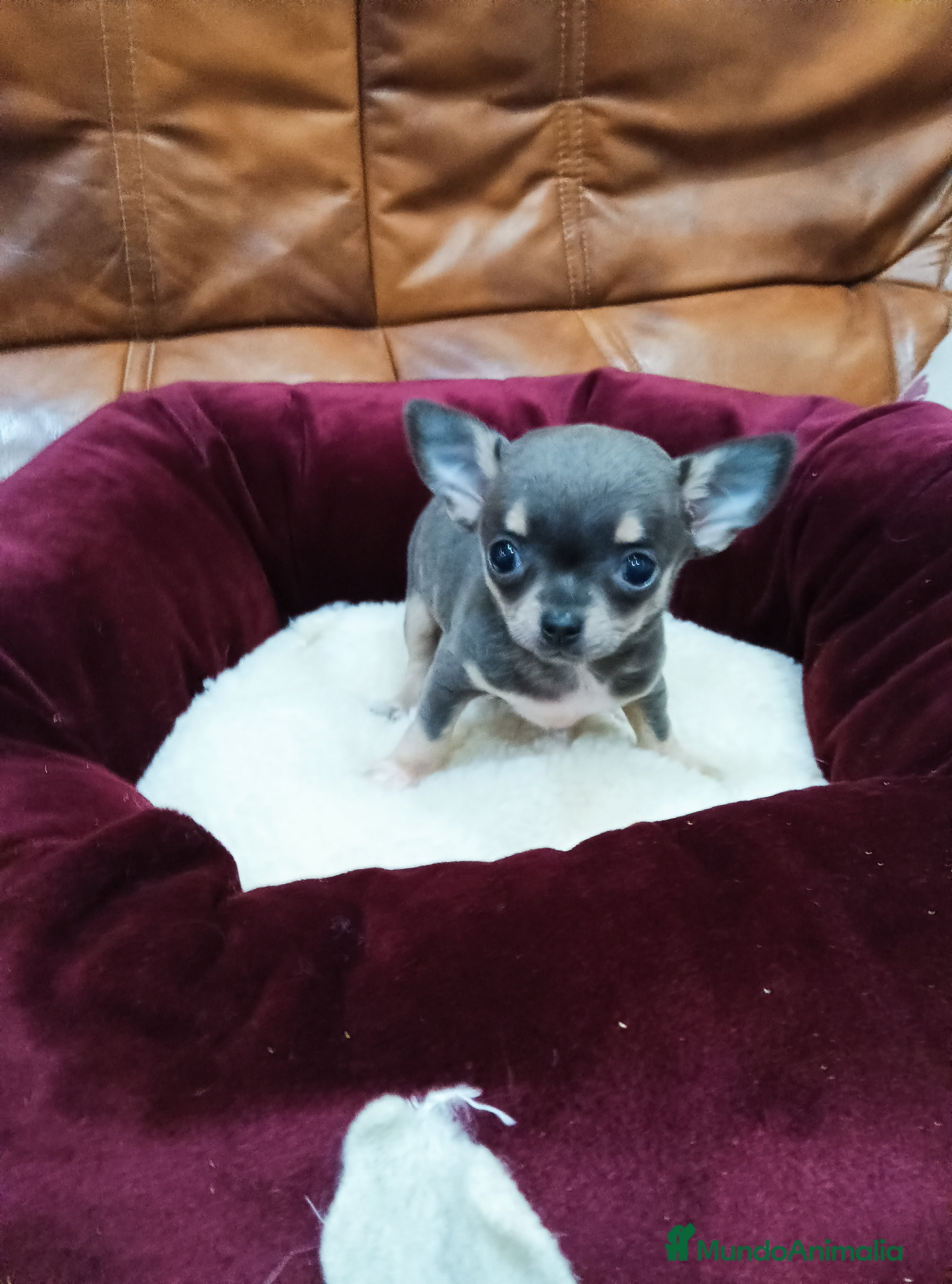 Chihuahua perros Chihuahua toy - Anuncio 2