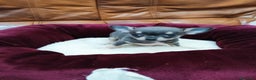 Chihuahua perros en venta: Chihuahua toy - Anuncio 2