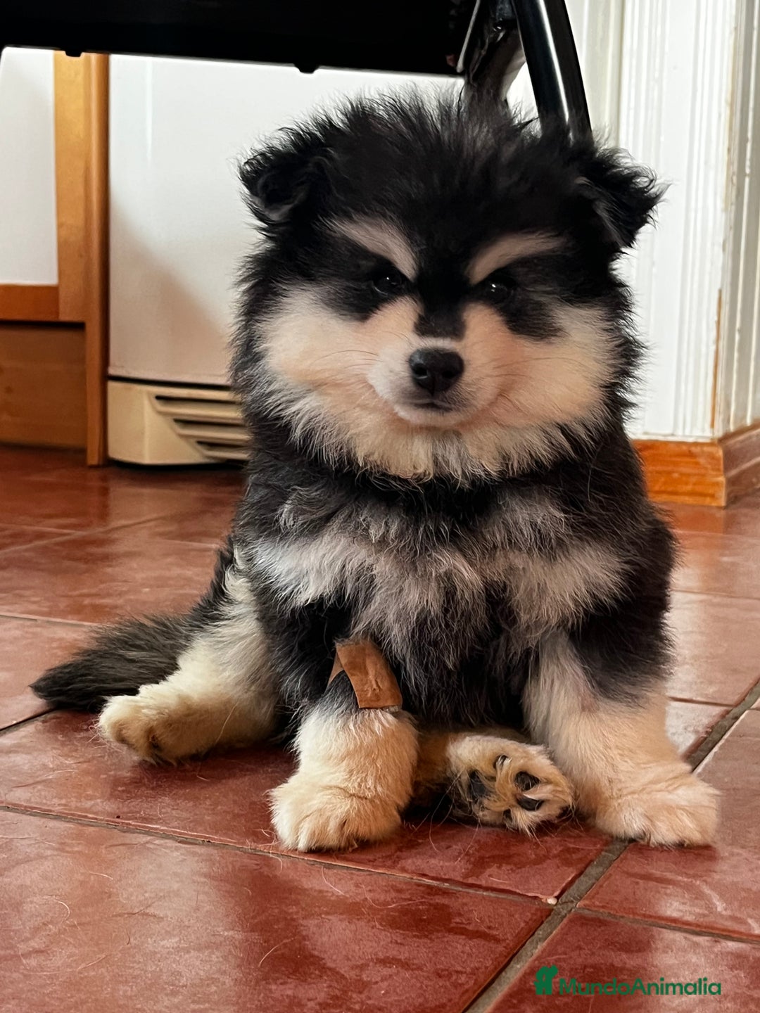 Pomsky perros en venta: Pomsky multigeneracional  - Anuncio 5