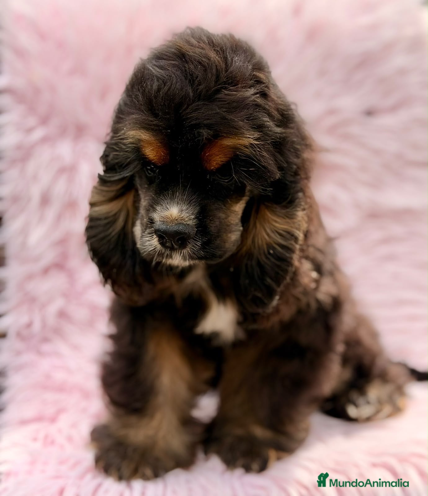 Cocker Spaniel Americano perros en venta:  Cocker americano hembra  - Anuncio 1