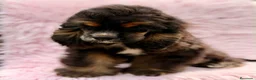 Cocker Spaniel Americano perros en venta:  Cocker americano hembra  - Anuncio 1