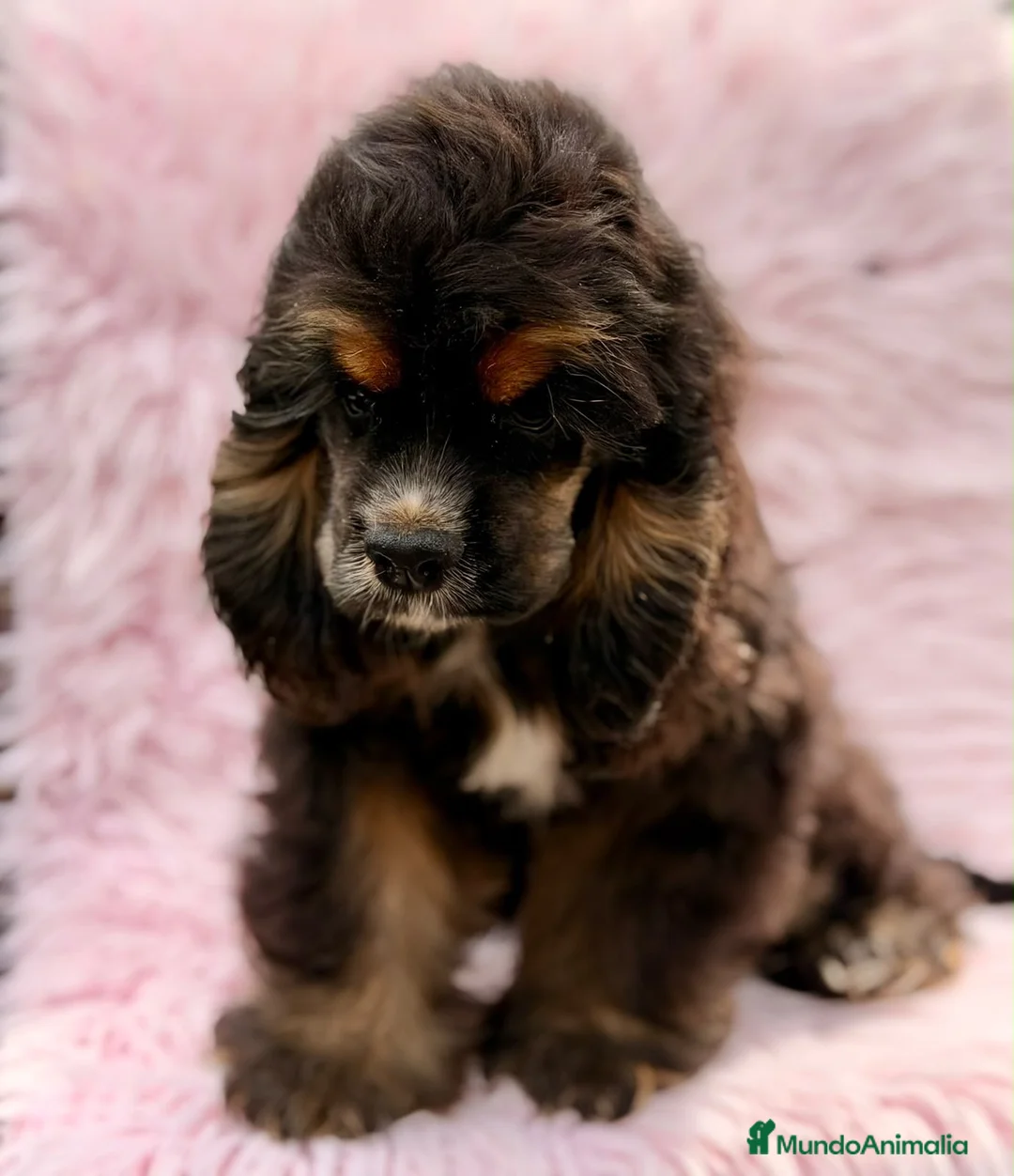 Cocker Spaniel Americano perros en venta:  Cocker americano hembra  - Anuncio 1