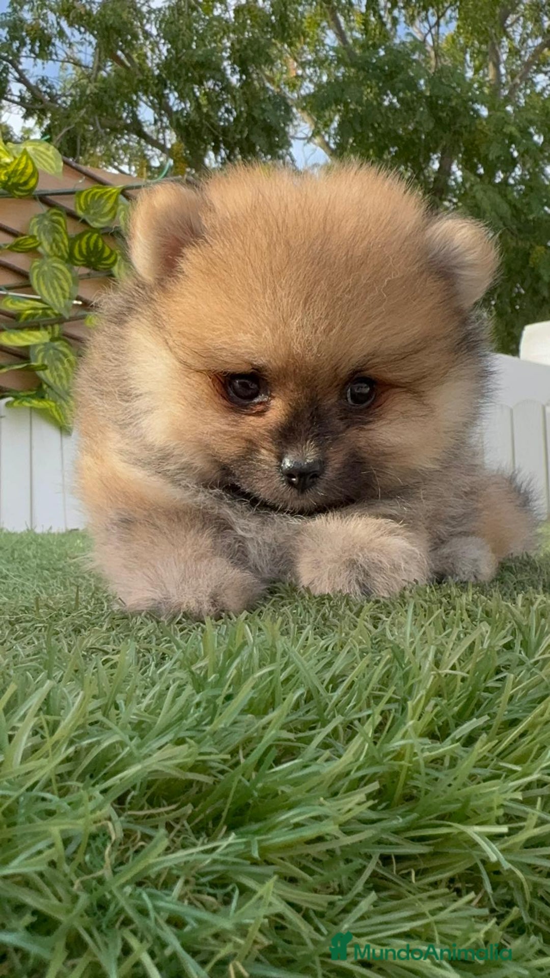 Pomerania perros en venta: POMERANIA - Imagen 6