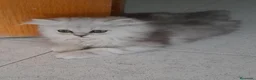 Persa gatos en venta: Persa chinchilla  - Anuncio 6