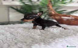Pinscher Miniatura perros en venta: MINI PINSCHER MUNIATURA - Anuncio 9