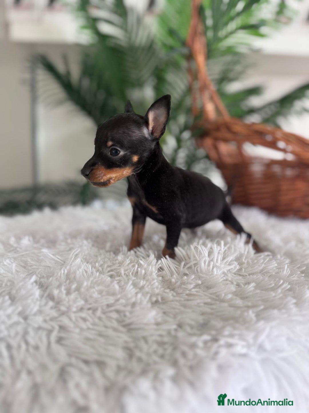 Pinscher Miniatura perros en venta: MINI PINSCHER MUNIATURA - Anuncio 9