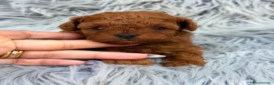 Caniche Toy 1