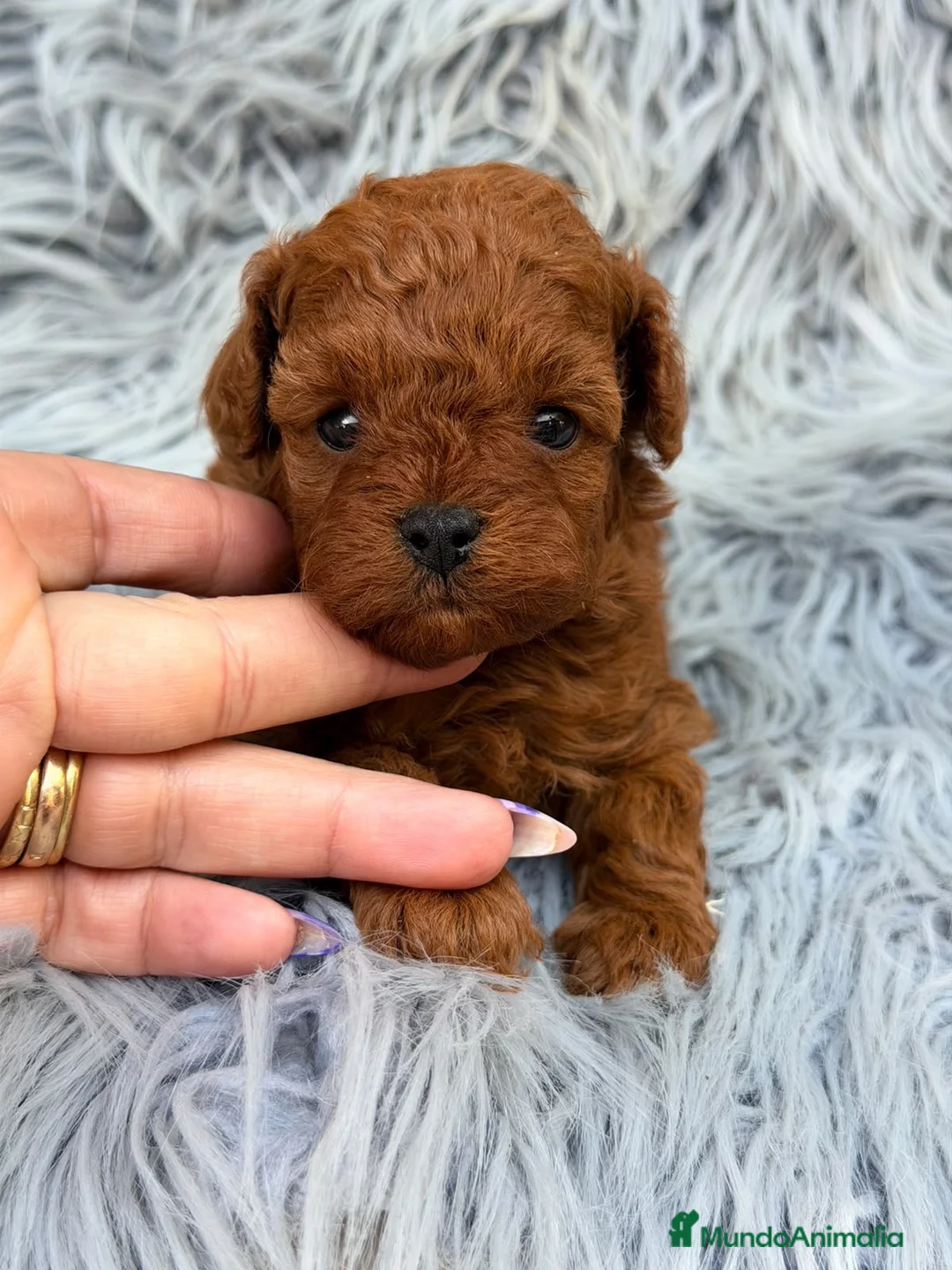 Caniche Toy perros en venta: Caniche toy rojo pimentón 🐾 - Anuncio 2