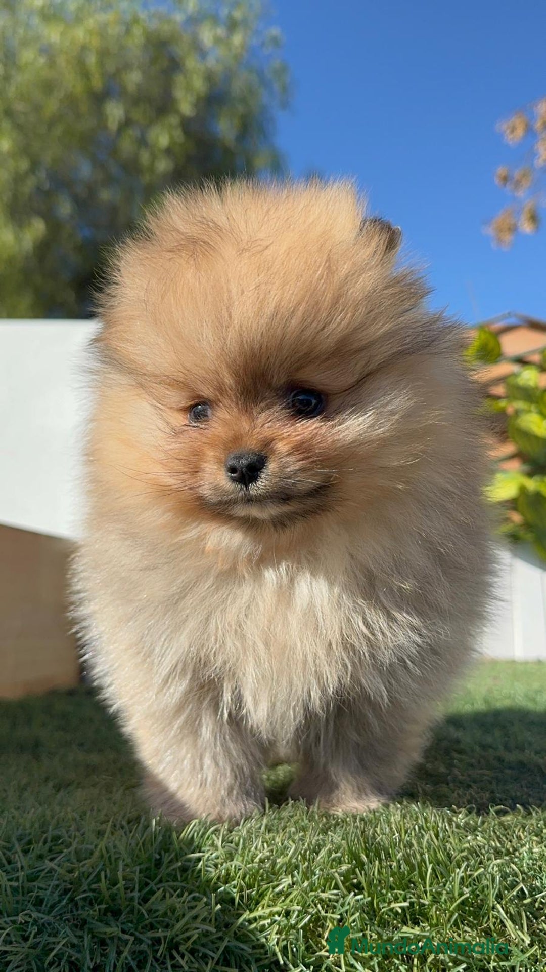 Pomerania perros en venta: POMERANIA CARA DE OSITO - Anuncio 4